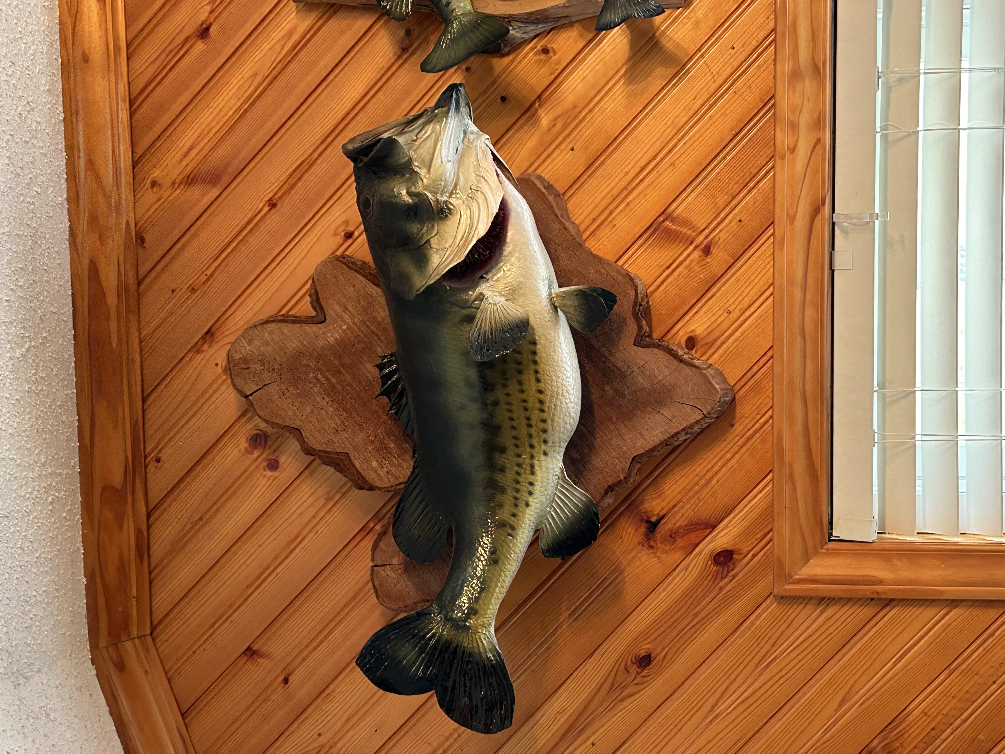 Fish Mount