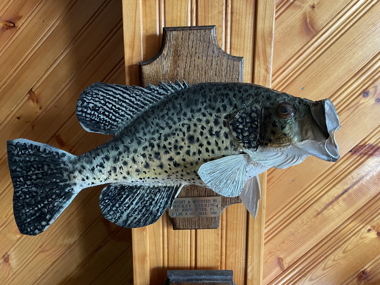Fish Mount