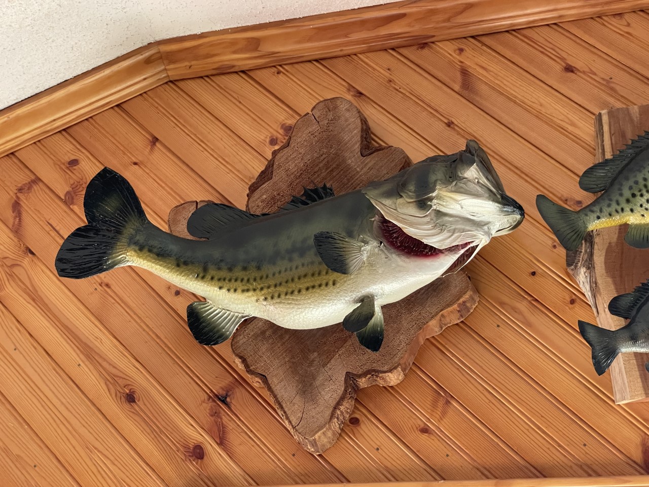 Fish Mount