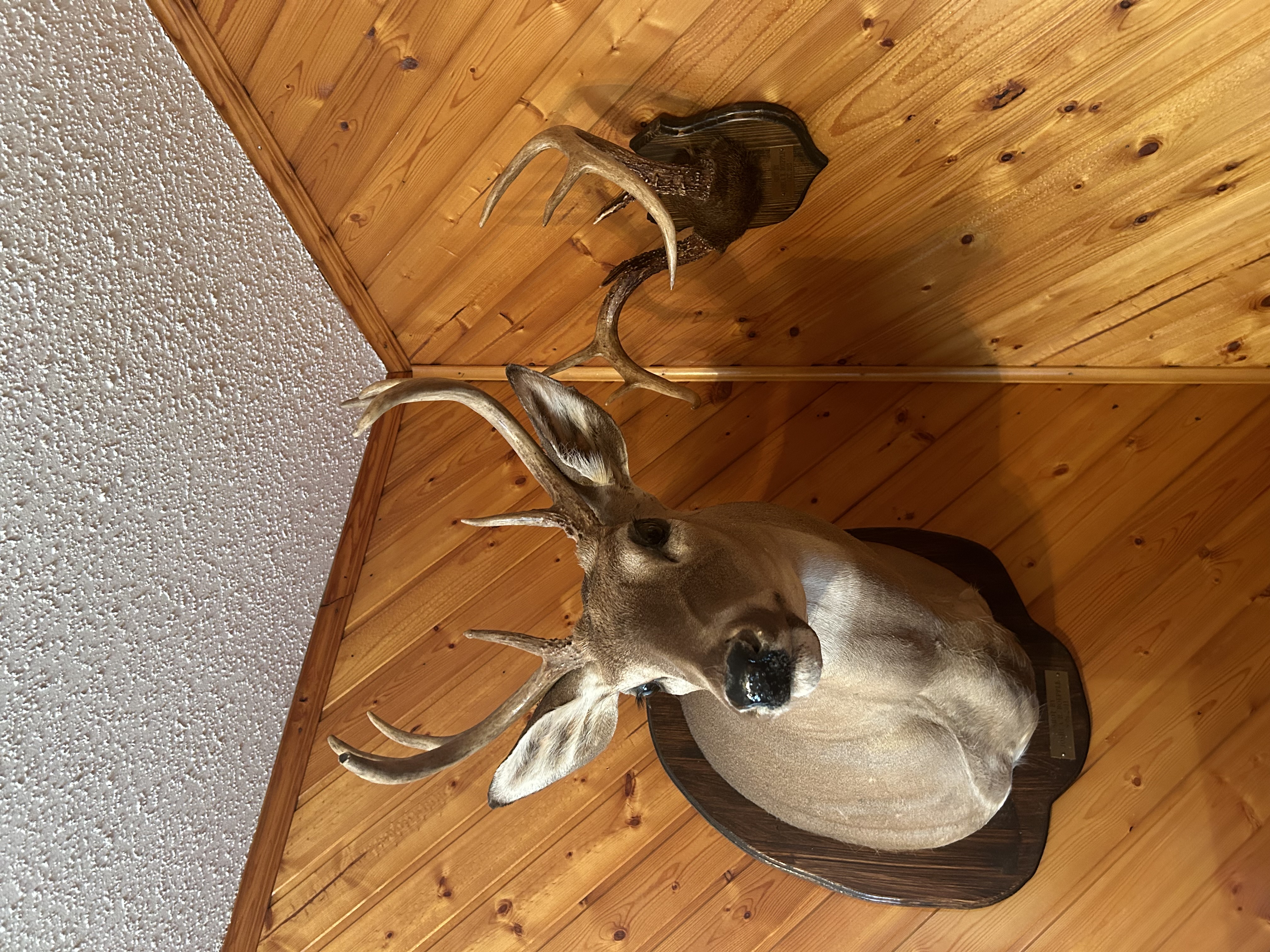 Whitetail Buck