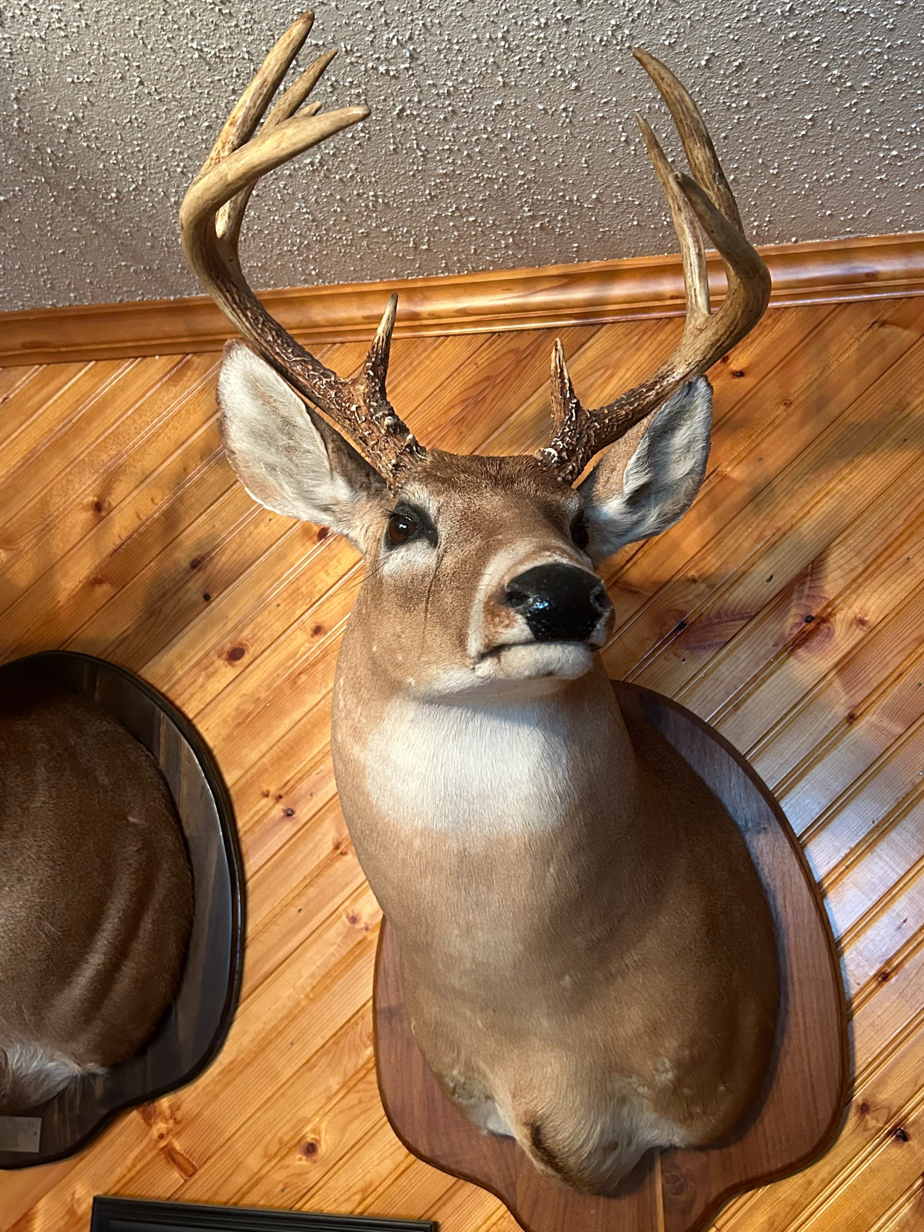 Whitetail Buck