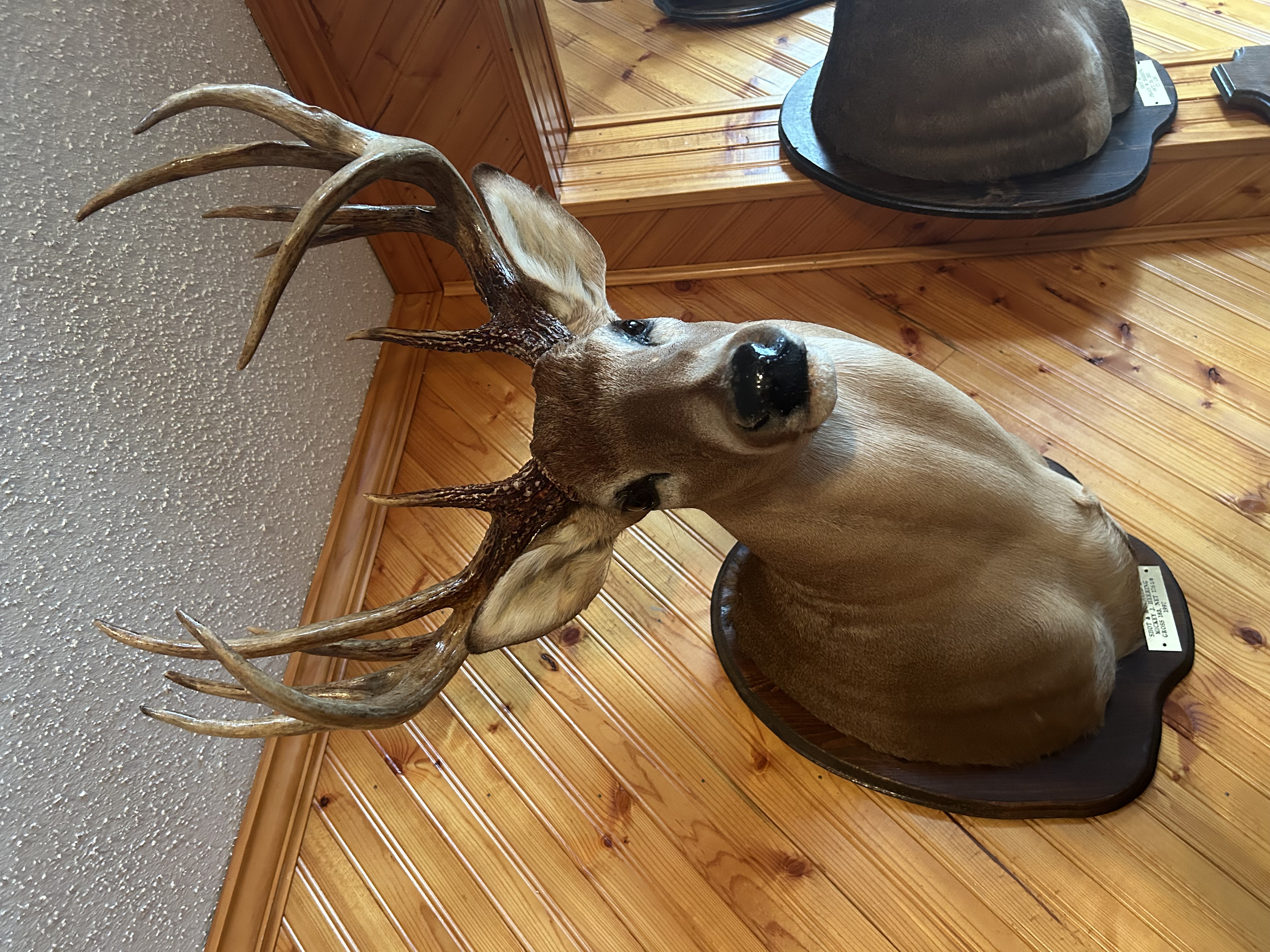 Whitetail Buck