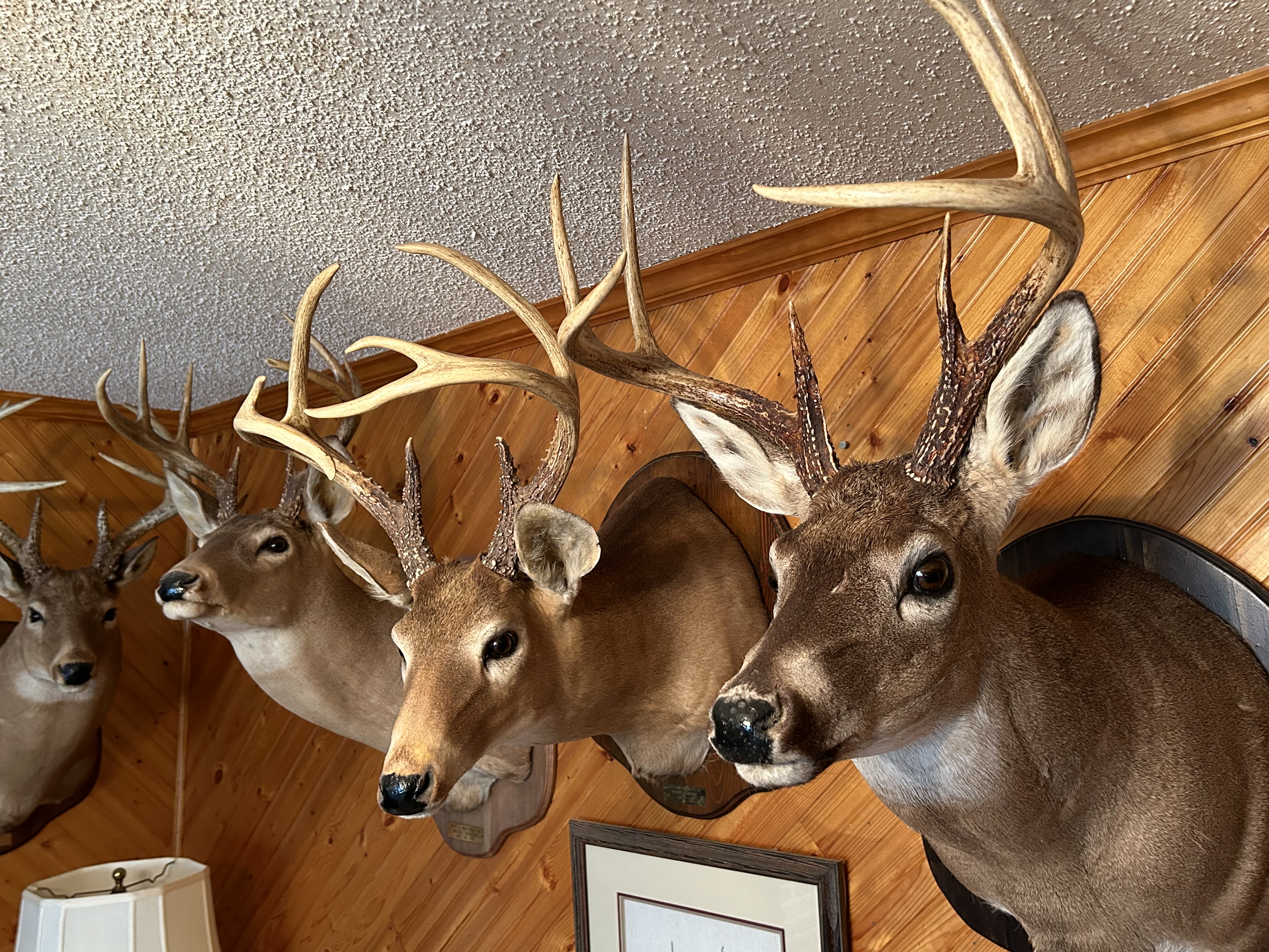 Grouped Mounts