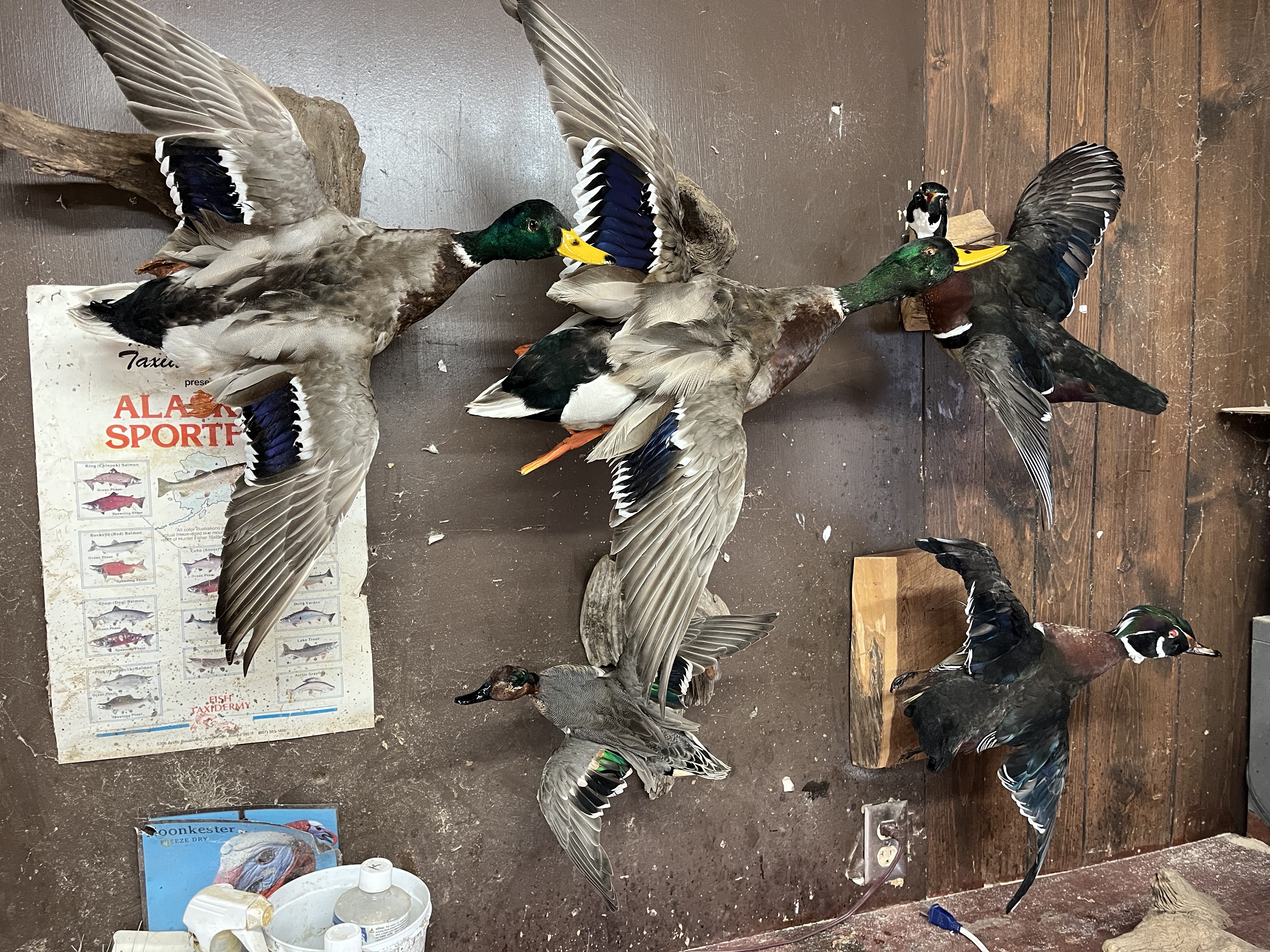 Bird Display