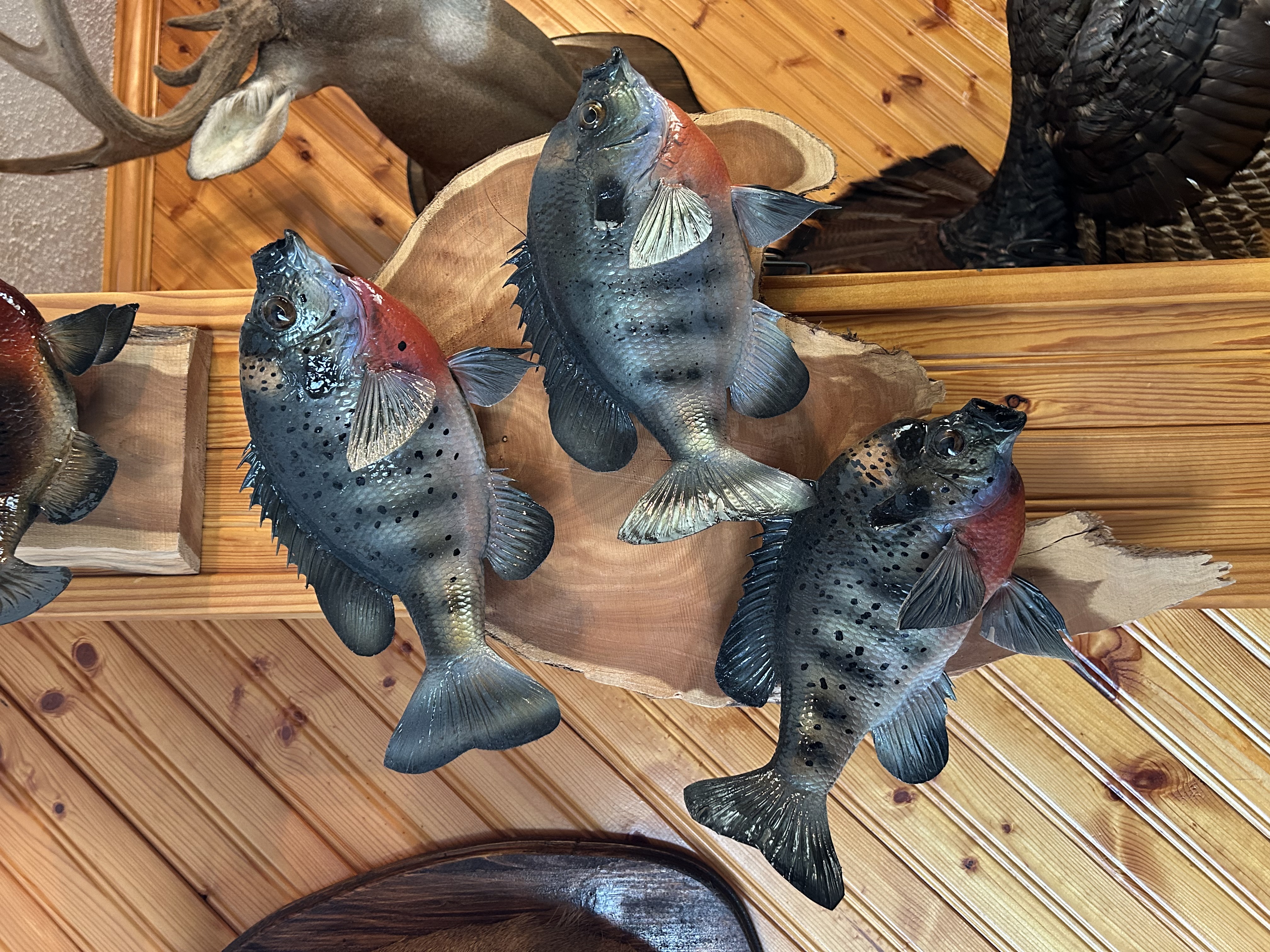 Fish Mount 2