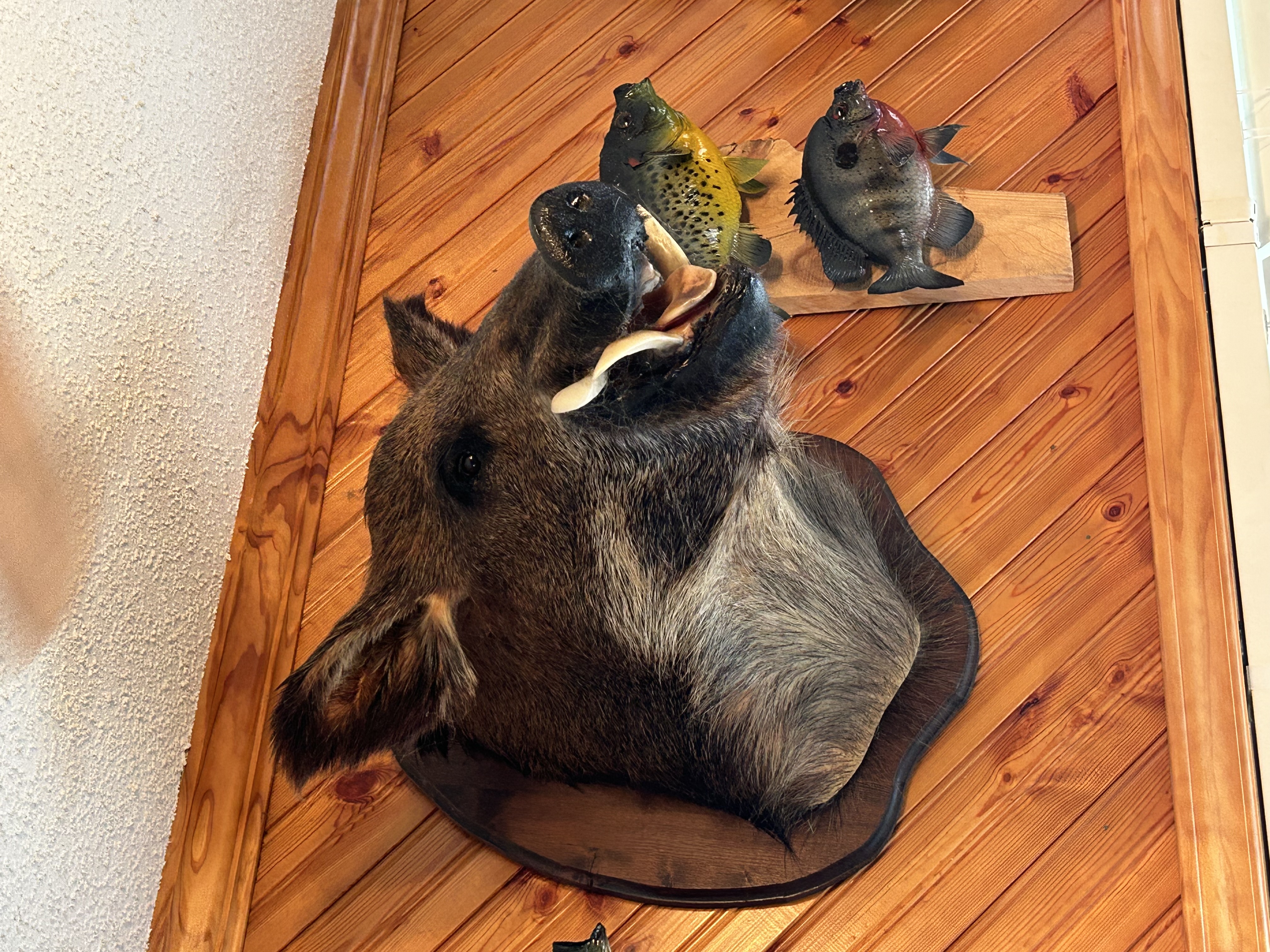 Hog Mount