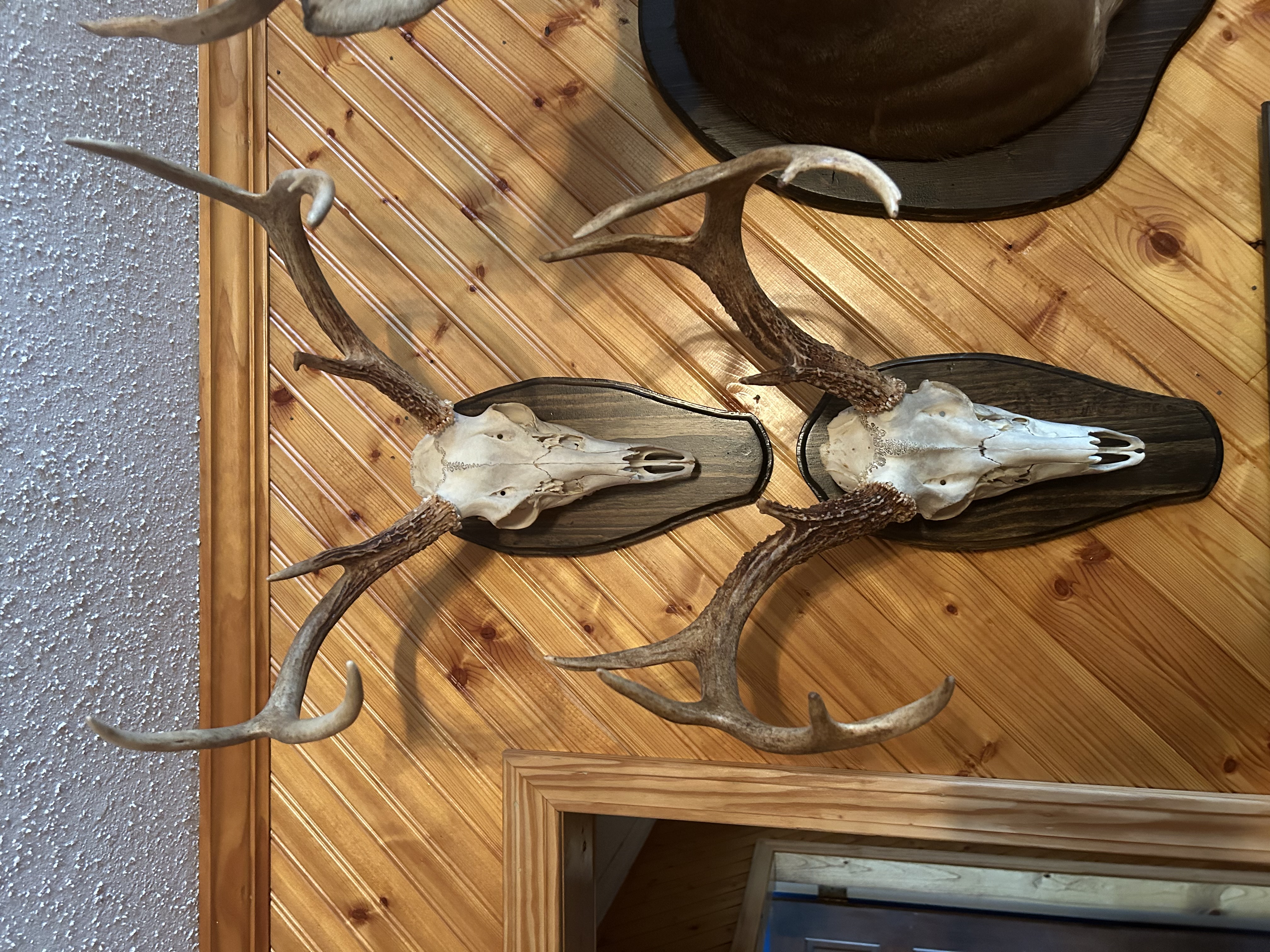 Antler Mount
