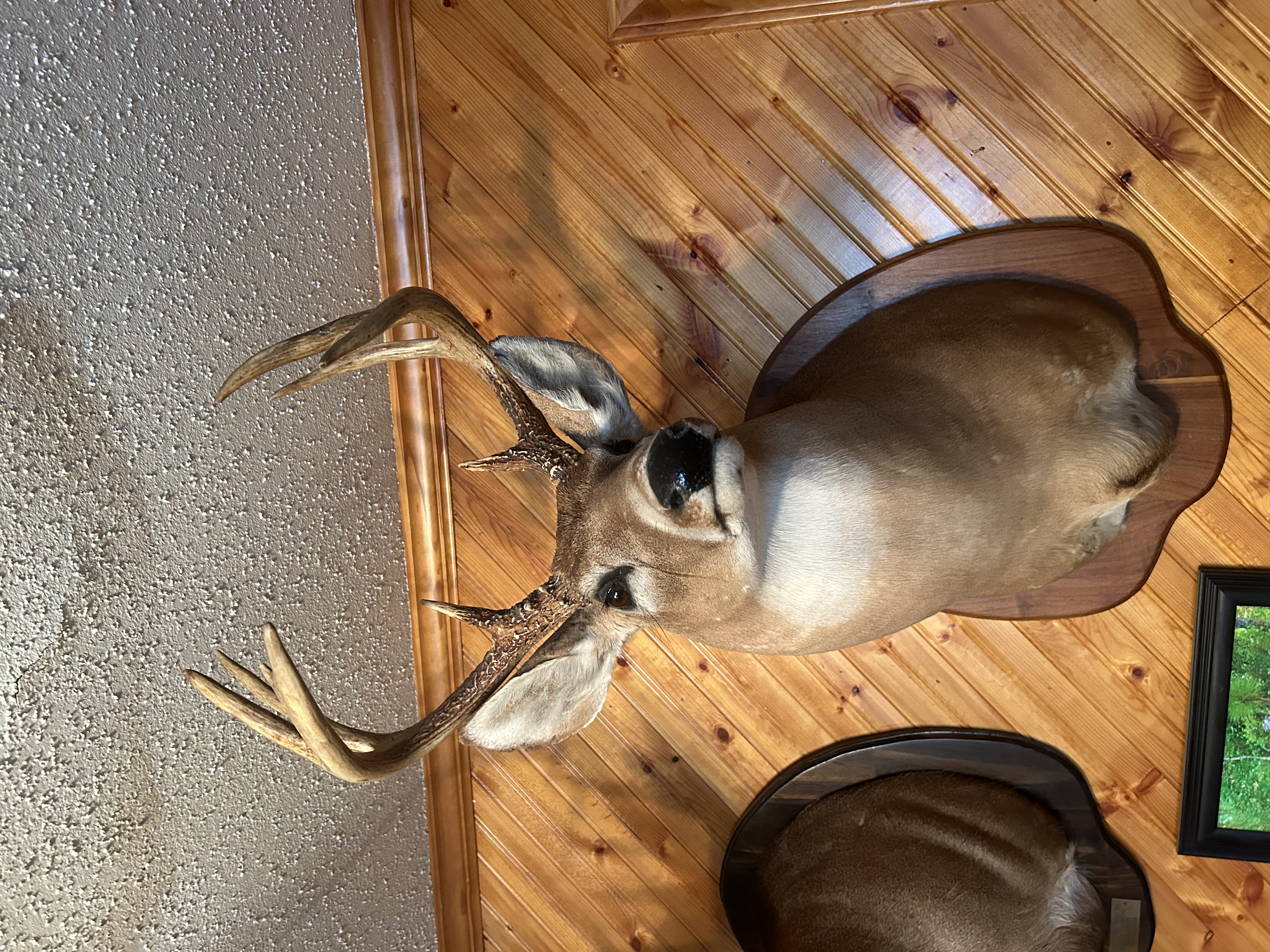 Whitetail Deer