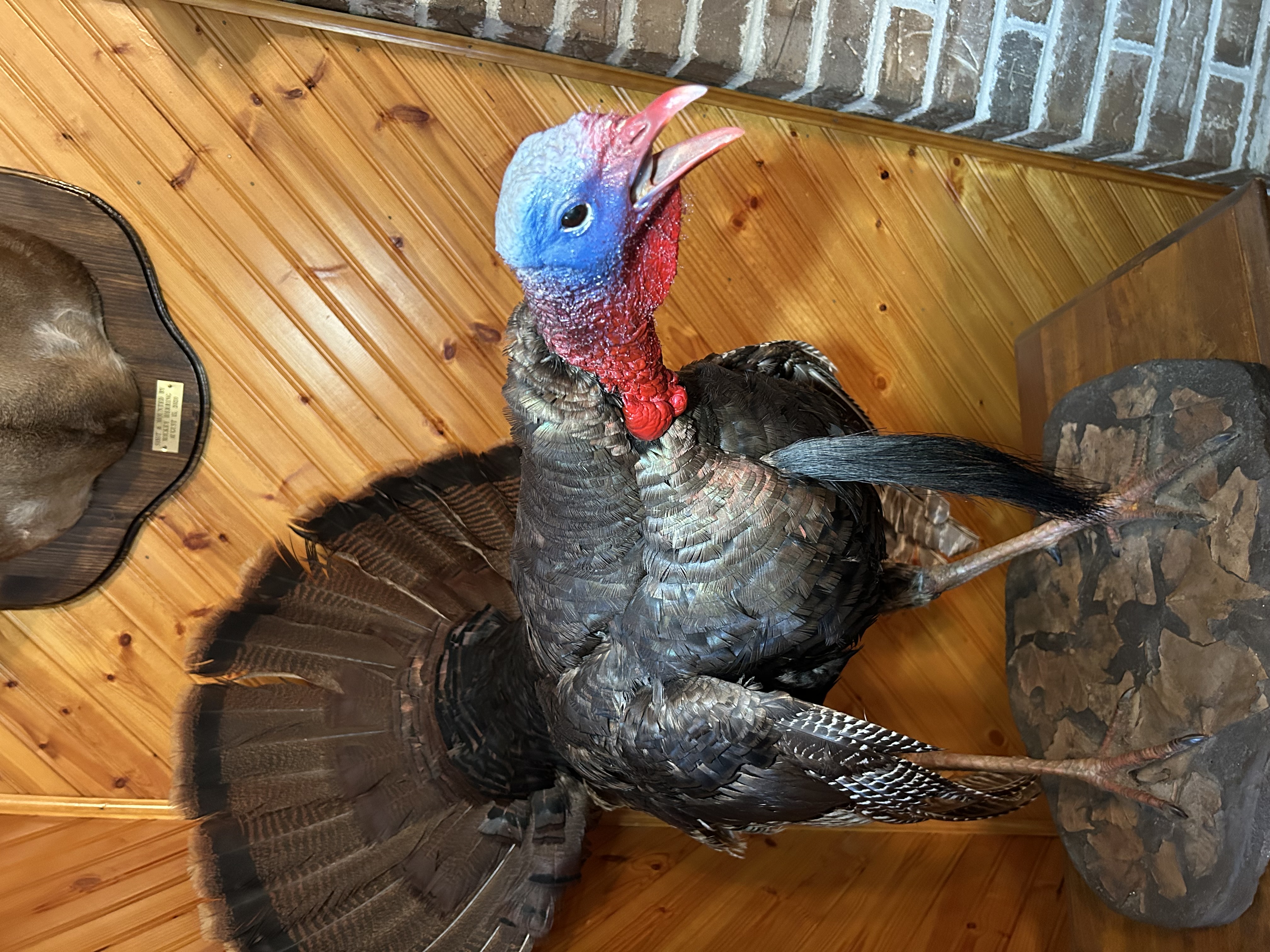 Turkey Mount